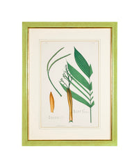 Chromolithograph of Brazilian Palms by Joao Barbosa Rodrigues