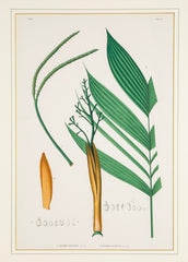 Chromolithograph of Brazilian Palms by Joao Barbosa Rodrigues