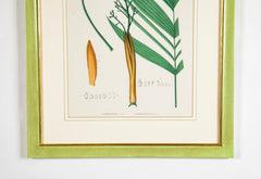 Chromolithograph of Brazilian Palms by Joao Barbosa Rodrigues