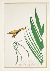 Chromolithograph of Brazilian Palms by Joao Barbosa Rodrigues