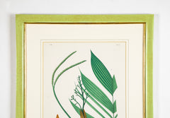 Chromolithograph of Brazilian Palms by Joao Barbosa Rodrigues