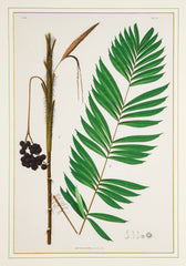 Chromolithograph of Brazilian Palms by Joao Barbosa Rodrigues