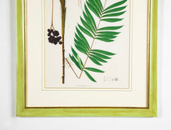 Chromolithograph of Brazilian Palms by Joao Barbosa Rodrigues