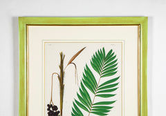 Chromolithograph of Brazilian Palms by Joao Barbosa Rodrigues