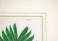 Chromolithograph of Brazilian Palms by Joao Barbosa Rodrigues