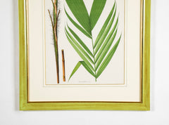 Chromolithograph of Brazilian Palms by Joao Barbosa Rodrigues