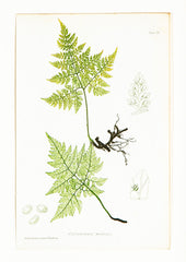 Set of 8 Thomas Moore Prints From "The Ferns of Great Britain & Ireland"  - Also Sold Individually @ $390.00  EACH