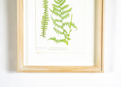 Set of 8 Thomas Moore Prints From "The Ferns of Great Britain & Ireland"  - Also Sold Individually @ $390.00  EACH
