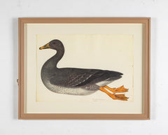 Offset Lithograph of "Greylag Goose, PL 21"  from the "The  Great Bird Book" by Olof Rudbeck The Younger