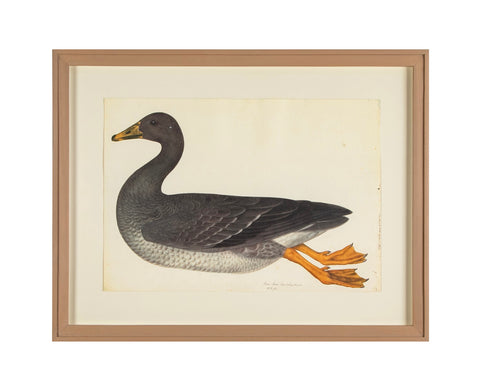 Offset Lithograph of "Greylag Goose, PL 21"  from the "The  Great Bird Book" by Olof Rudbeck The Younger