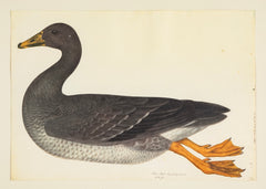 Offset Lithograph of "Greylag Goose, PL 21"  from the "The  Great Bird Book" by Olof Rudbeck The Younger
