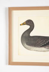 Offset Lithograph of "Greylag Goose, PL 21"  from the "The  Great Bird Book" by Olof Rudbeck The Younger