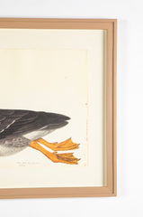 Offset Lithograph of "Greylag Goose, PL 21"  from the "The  Great Bird Book" by Olof Rudbeck The Younger