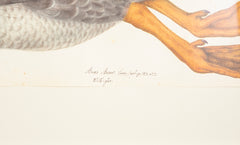 Offset Lithograph of "Greylag Goose, PL 21"  from the "The  Great Bird Book" by Olof Rudbeck The Younger