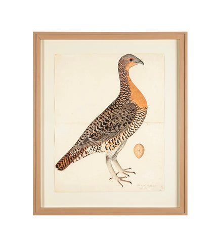 Offset Lithograph of "Capercaillie Hen, PL 28"  from the "The  Great Bird Book" by Olof Rudbeck The Younger