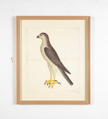 Offset Lithograph of "Goshawk Male, PL 31"  from the "The  Great Bird Book" by Olof Rudbeck The Younger