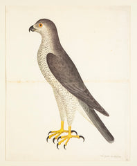 Offset Lithograph of "Goshawk Male, PL 31"  from the "The  Great Bird Book" by Olof Rudbeck The Younger