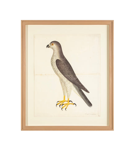 Offset Lithograph of "Goshawk Male, PL 31"  from the "The  Great Bird Book" by Olof Rudbeck The Younger