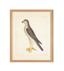 Offset Lithograph of "Goshawk Male, PL 31"  from the "The  Great Bird Book" by Olof Rudbeck The Younger