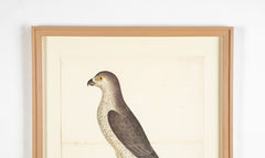 Offset Lithograph of "Goshawk Male, PL 31"  from the "The  Great Bird Book" by Olof Rudbeck The Younger