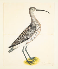 Offset Lithograph of "Eurasian Curlew, PL 35"  from the "The  Great Bird Book" by Olof Rudbeck The Younger