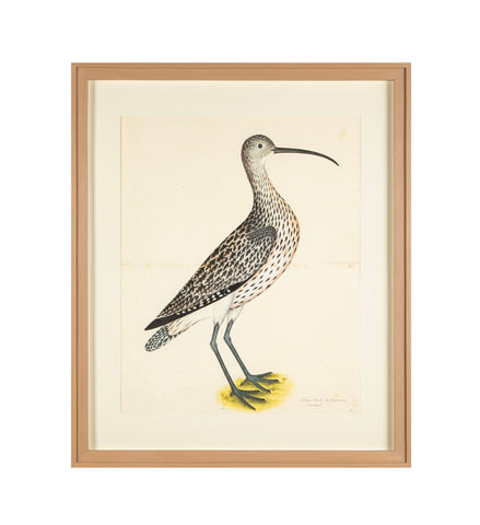 Offset Lithograph of "Eurasian Curlew, PL 35"  from the "The  Great Bird Book" by Olof Rudbeck The Younger