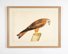 Offset Lithograph of "Red Kite, PL 12"  from the "The  Great Bird Book" by Olof Rudbeck The Younger