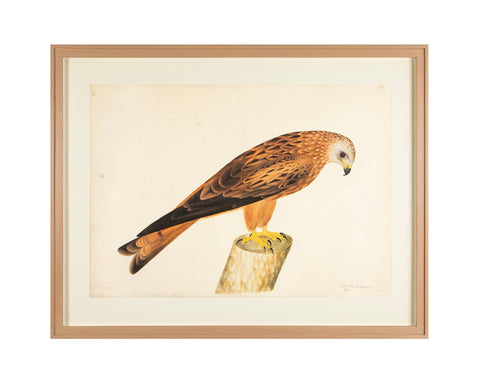 Offset Lithograph of "Red Kite, PL 12"  from the "The  Great Bird Book" by Olof Rudbeck The Younger