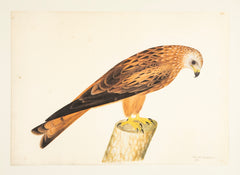 Offset Lithograph of "Red Kite, PL 12"  from the "The  Great Bird Book" by Olof Rudbeck The Younger