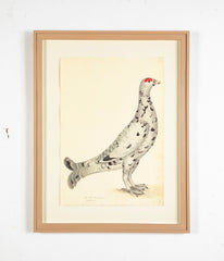 Offset Lithograph of "Black Grouse Leucistic Form, PL 17" from the "The  Great Bird Book" by Olof Rudbeck The Younger