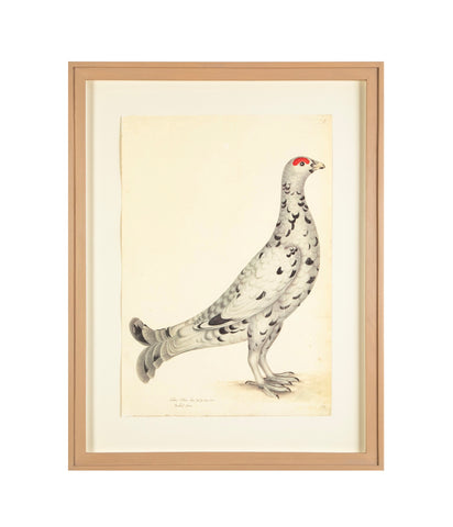 Offset Lithograph of "Black Grouse Leucistic Form, PL 17" from the "The  Great Bird Book" by Olof Rudbeck The Younger