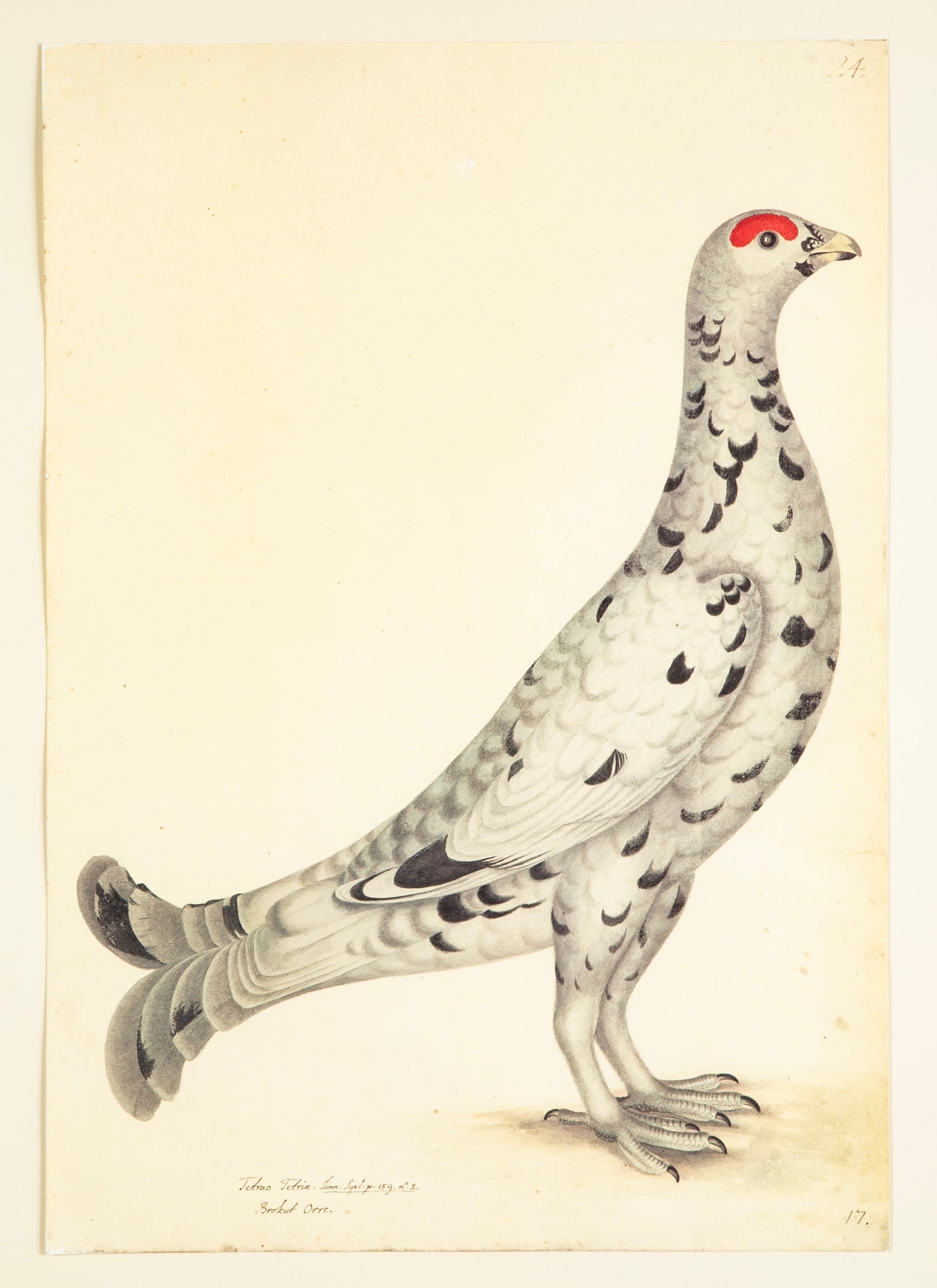 Offset Lithograph of "Black Grouse Leucistic Form, PL 17" from the "The  Great Bird Book" by Olof Rudbeck The Younger