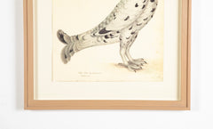 Offset Lithograph of "Black Grouse Leucistic Form, PL 17" from the "The  Great Bird Book" by Olof Rudbeck The Younger