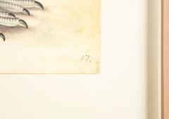 Offset Lithograph of "Black Grouse Leucistic Form, PL 17" from the "The  Great Bird Book" by Olof Rudbeck The Younger