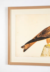 Offset Lithograph of "Red Kite, PL 12"  from the "The  Great Bird Book" by Olof Rudbeck The Younger