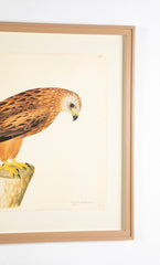 Offset Lithograph of "Red Kite, PL 12"  from the "The  Great Bird Book" by Olof Rudbeck The Younger