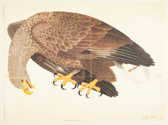 Offset Lithograph of "White Tailed Eagle, PL 6" from the "The Great Bird Book" by Olof Rudbeck The Younger (1660-1740)