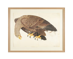 Offset Lithograph of "White Tailed Eagle, PL 6" from the "The Great Bird Book" by Olof Rudbeck The Younger (1660-1740)