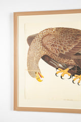 Offset Lithograph of "White Tailed Eagle, PL 6" from the "The Great Bird Book" by Olof Rudbeck The Younger (1660-1740)