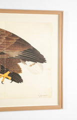 Offset Lithograph of "White Tailed Eagle, PL 6" from the "The Great Bird Book" by Olof Rudbeck The Younger (1660-1740)