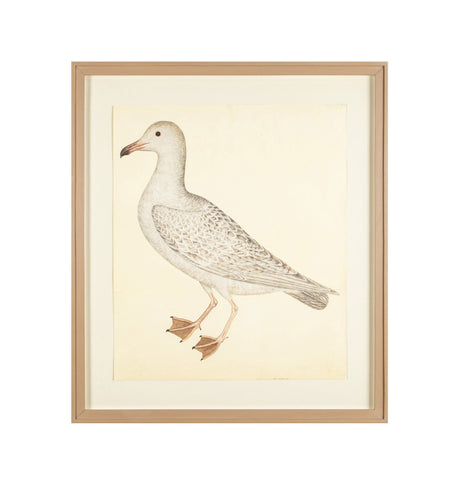 Offset Lithograph of "Larus, PL 25"  from the "The  Great Bird Book" by Olof Rudbeck The Younger