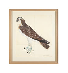 Offset Lithograph of "Osprey, PL 26" from the "The Great Bird Book" by Olof Rudbeck The Younger (1660-1740)