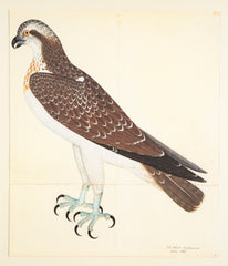 Offset Lithograph of "Osprey, PL 26" from the "The Great Bird Book" by Olof Rudbeck The Younger (1660-1740)