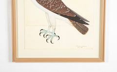 Offset Lithograph of "Osprey, PL 26" from the "The Great Bird Book" by Olof Rudbeck The Younger (1660-1740)