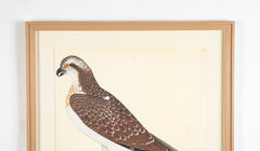 Offset Lithograph of "Osprey, PL 26" from the "The Great Bird Book" by Olof Rudbeck The Younger (1660-1740)