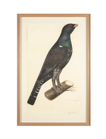 Offset Lithograph of "Capercaillie Cock, PL 7"  from the "The  Great Bird Book" by Olof Rudbeck The Younger