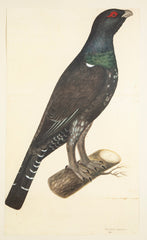 Offset Lithograph of "Capercaillie Cock, PL 7"  from the "The  Great Bird Book" by Olof Rudbeck The Younger