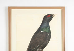 Offset Lithograph of "Capercaillie Cock, PL 7"  from the "The  Great Bird Book" by Olof Rudbeck The Younger