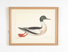 Offset Lithograph of "Goosander Male, PL 22"  from the "The  Great Bird Book" by Olof Rudbeck The Younger