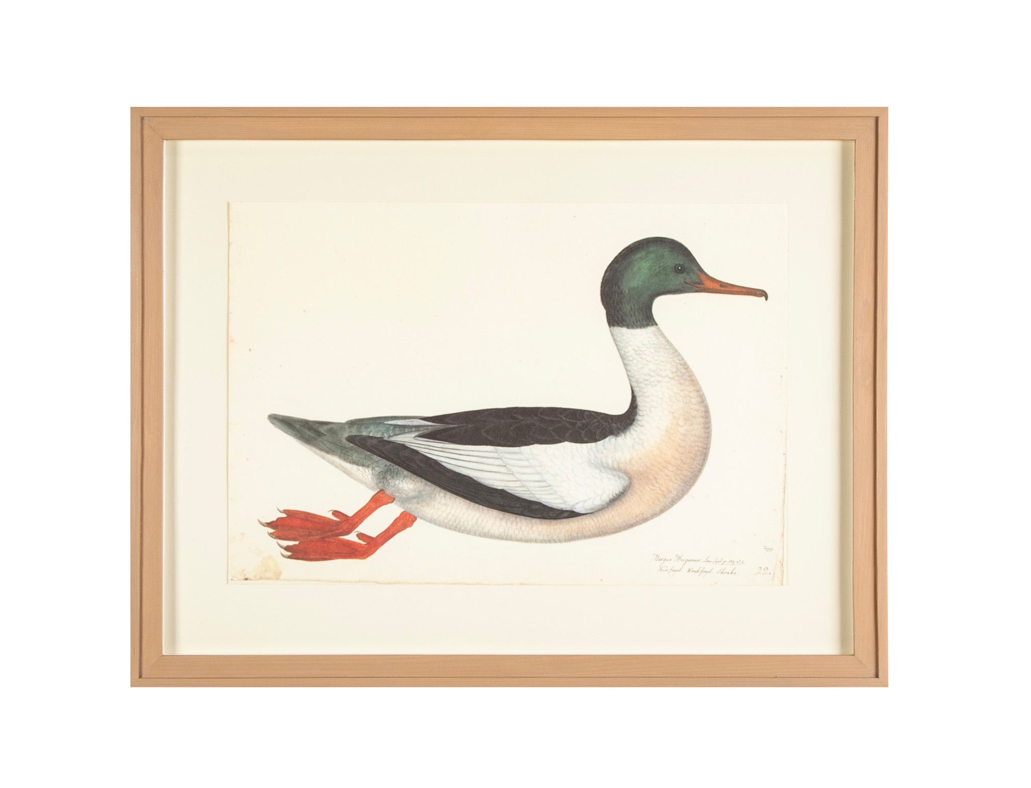Offset Lithograph of "Goosander Male, PL 22"  from the "The  Great Bird Book" by Olof Rudbeck The Younger